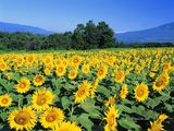 nature-summer-wallpaper-9.jpg