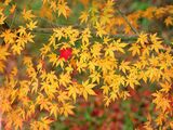 autumn-nature-wallpaper-23.jpg