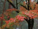 autumn-nature-wallpaper-19.jpg