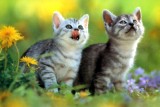 26Fun_Cat_049.jpg