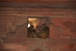 India09-Agra-Fort_45.jpg