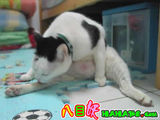 小猫咪练拉胯.jpg