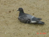 DSC00022.JPG