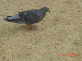 DSC00026.JPG
