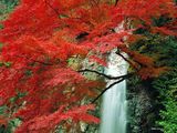 autumn-nature-wallpaper-25.jpg