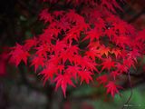 autumn-nature-wallpaper-27.jpg