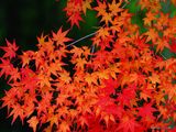 autumn-nature-wallpaper-30.jpg