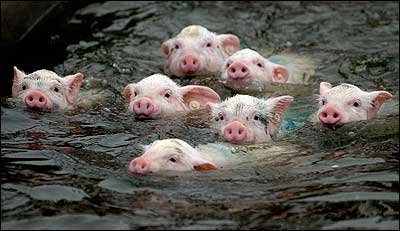 Pigs.jpg