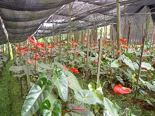 Anthurium2.jpg