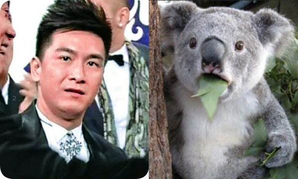 koala_5458344335a4e309a676c3.jpg