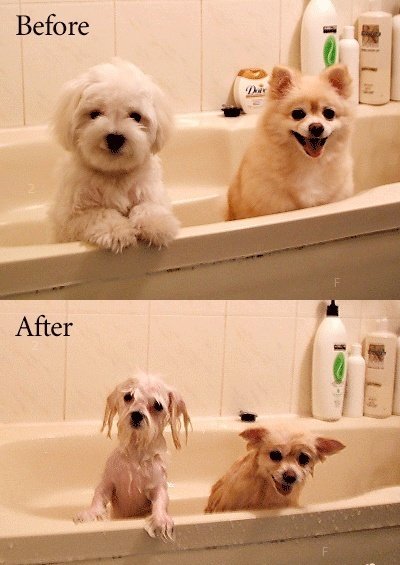 showerdogs.jpg