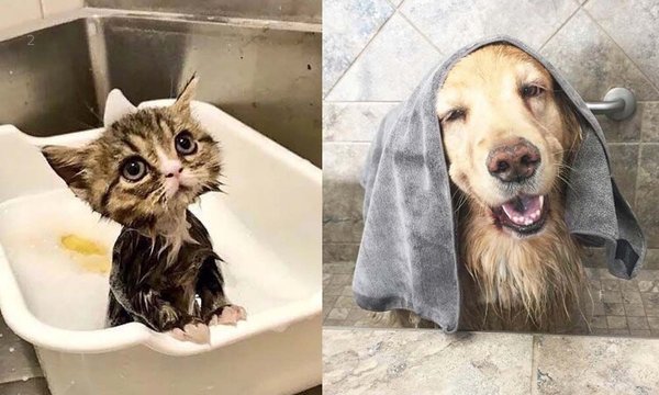 nm_fb_pet-care_feature_9763238305b07c6c427707_3833661175b1e7433a7ec5.jpg