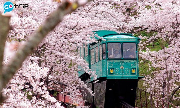 2020櫻花_11138475985e16a57bbef26.jpg