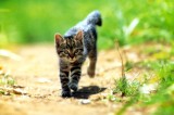 26Fun_Cat_060.jpg