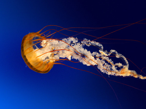 Jellyfish.jpg