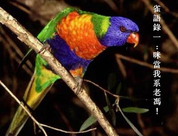 雀語錄01.JPG